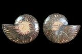 Cut/Polished Black Ammonite Pair - Unusual Coloration #82605-1